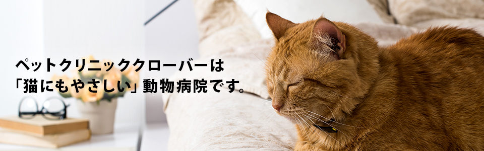 ペットクリニッククローバーは「猫にもやさしい」動物病院です。