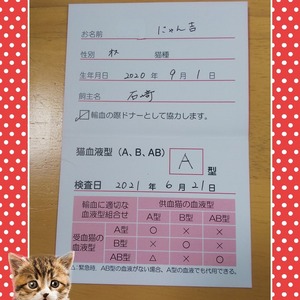 愛猫の血液型検査してみました(=^・^=)