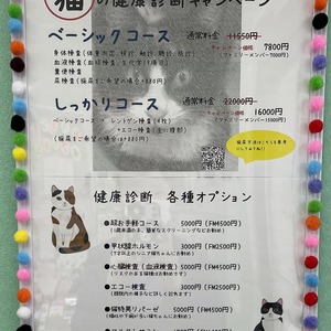 猫ちゃんの健康診断キャンペーン始まります(=^・^=)
