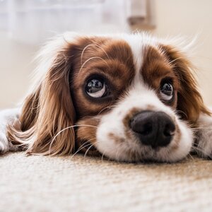 子犬・子猫の社会化期が大切な理由