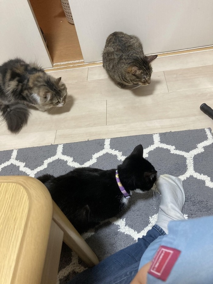 3cats.jpg