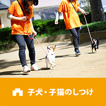 犬の幼稚園