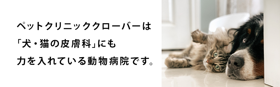 犬・猫の皮膚科